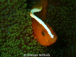 Anemone fish by Steven Withofs 